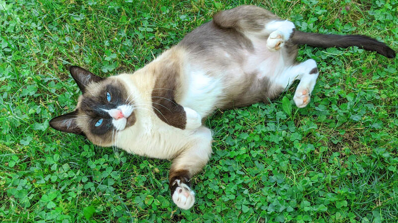 Seymour, Portland celebrity.